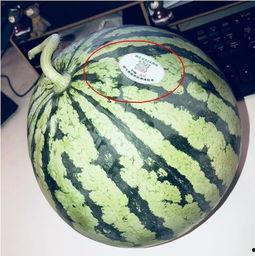 网红吃瓜跳舞最新,潮流新风尚席卷而来