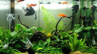 鱼缸在线观看,在线观赏水族之美